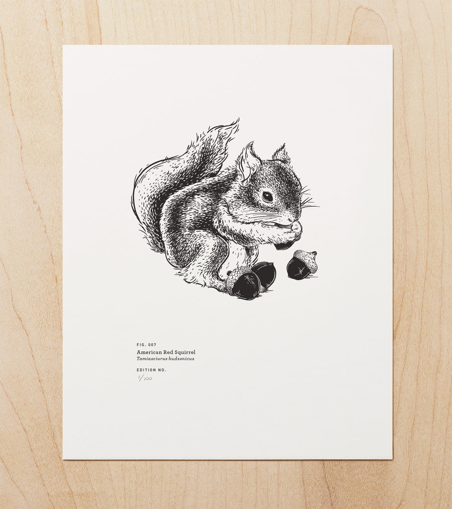 American Red Squirrel