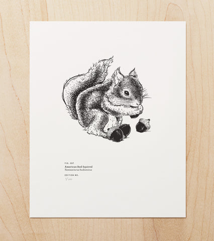 American Red Squirrel